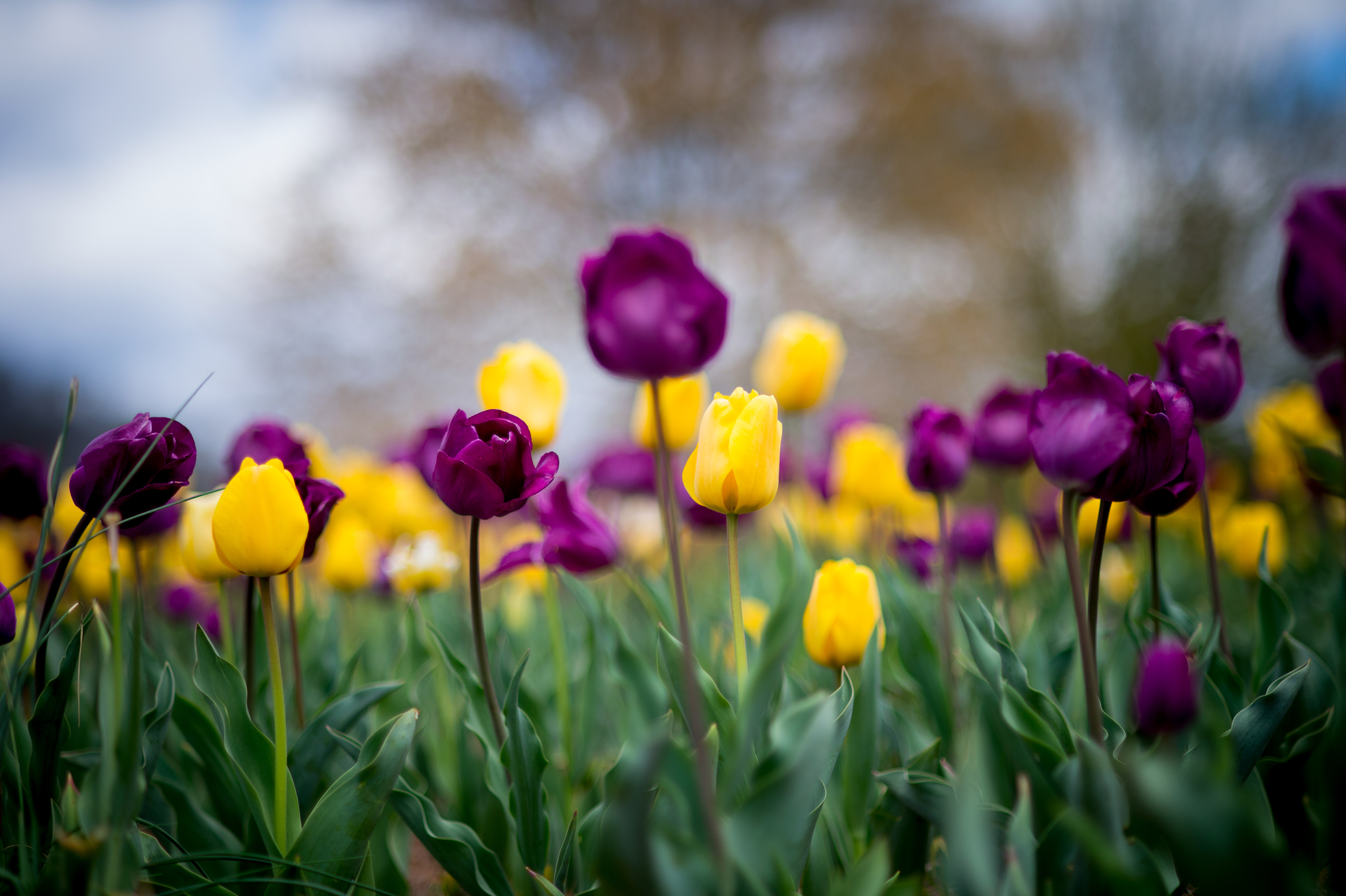 Purple and yellow tulips