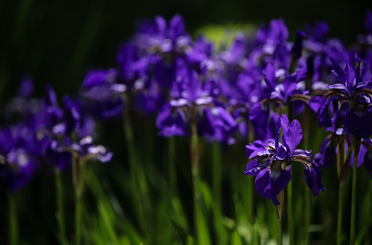 Beautiful purple flowers in the sunlight