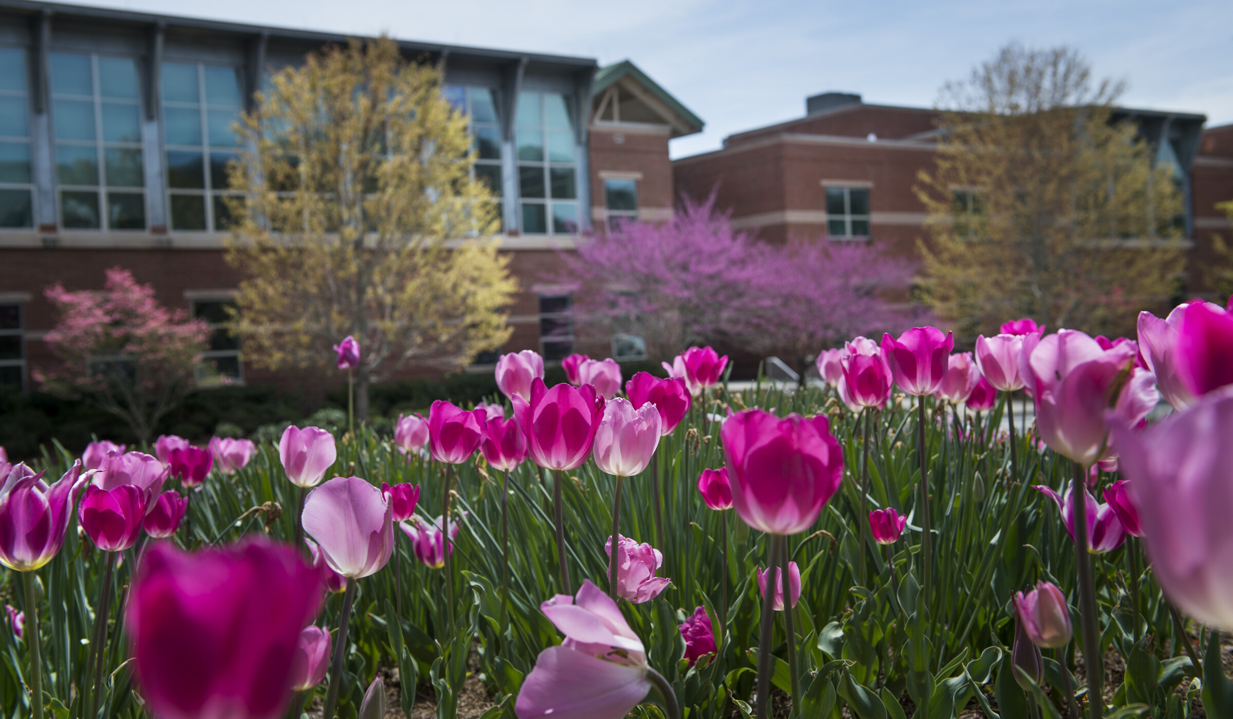 a patch of pink tulips with a campus building behind them